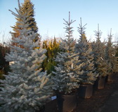 picea-pungens-edith