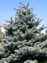 picea-pungens_ezustfenyo