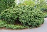 pinus-mugo-var-mughus-torpefenyo