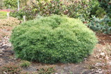 pinus-strobus-minima