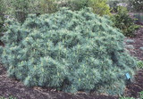 pinus-strobus-nana