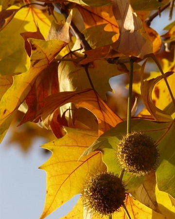 platanus-x-acerifolia-Alphen-s-globe-leaves