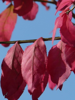 prunus-cerasifera-woodii_verszilva-leaves