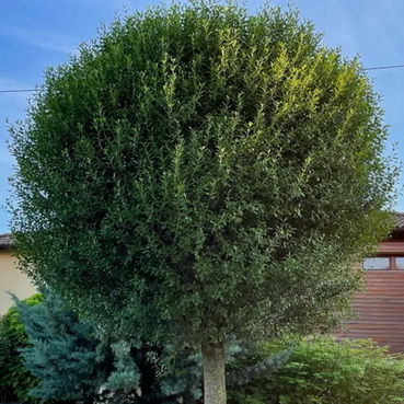 prunus-fruticosa-globosa