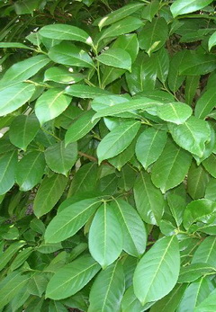 prunus-laurocerasus-magnolifolia