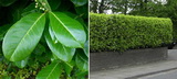 A magnólialevelű babérmeggy részletes leírása és vásárlási lehetőség prunus-laurocerasus-magnoliifolia-babermeggy