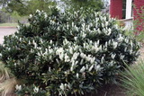 Az Otto Luyken babérmeggy részletes leírása és vásárlási lehetőség prunus-laurocerasus-otto-luyken-babermeggy