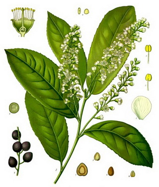 prunus-laurocerasus-rotundifolia-babermeggy-abra