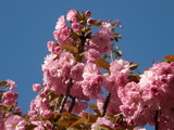 prunus-serulata-kanzan