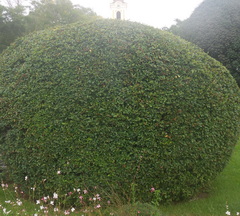 pyracantha-coccinea-formazott