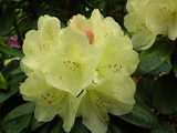 Ehrengold rododendron rhododendron-ehrengold