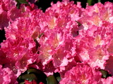 Kalinka rododendron rhododendron-kalinka