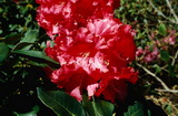 Markeeta's Price rododendron rhododendron-markeeta-s-price