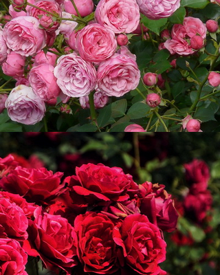 rosa-the-fairy-terulo-rozsa-viragszinei