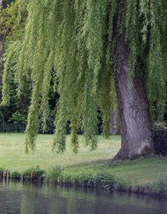 salix-alba-tristis-weeping-willow
