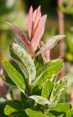 salix-integra-hakuro-nishiki_tarkalevelu-japan-fuz