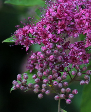 spiraea-bumalda