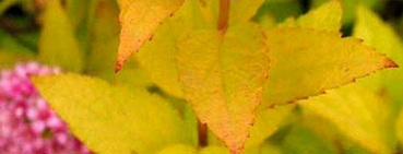 spiraea-japonica-golden-princess-japan-gyongyvesszo