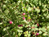 symphoricarpos-x-chenaultii-Hancock