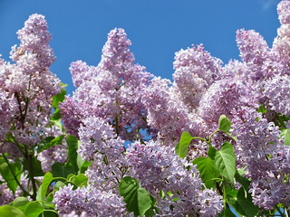syringa-lilac
