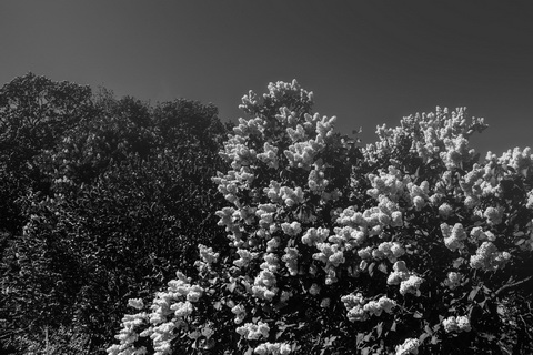 syringa-trees-3855854-monochrom