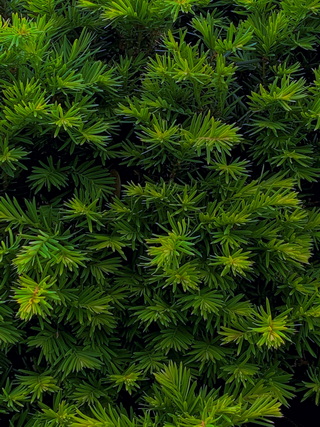 taxus-x-media-hiksii-conifer