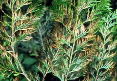 thuja-levelei-mitol-szaradnak-avagy-mi-is-az-a-didimaszcella