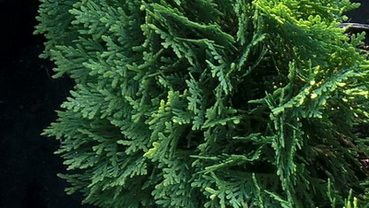 thuja-occidentalis-danica-torpe-gomb-tuja