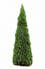 thuja-occidentalis-smaragd-tuja