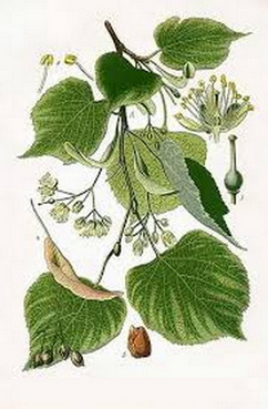 tilia-argentea-botanika
