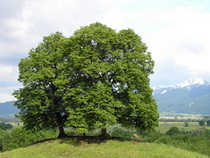 tilia-cordata-duo-cross