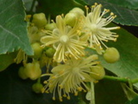 tilia-cordata-flowers