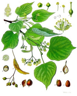 tilia-cordata-kohler-medizinal-pflanzen