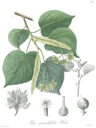 tilia-platyphyllos-scop