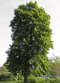 tilia-platyphyllos_nagylevelu-hars