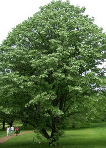 tilia_tomentosa