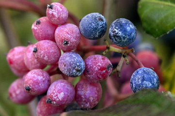 viburnum-nudum-pink-beauty-bangita