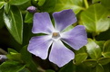 vinca-major_nagy-meteng