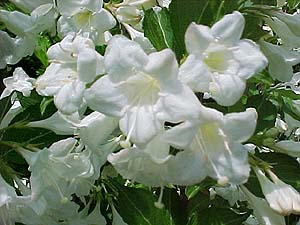 weigela-hybrida-candida-feher-viragu-rozsalonc