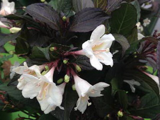 weigela-hybrida-ebony-and-ivory