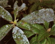 azalea-lisztharmat_erysiphe-azaleae