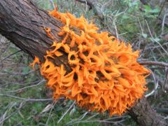 boroka-rozsdagomba_gymnosporangium