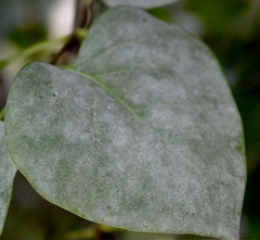 erysiphe-syringae_orgona-lisztharmat