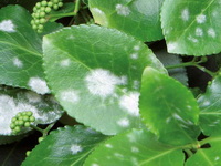 hortenzia-lisztharmat_oidium-hortensiae