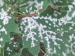 juharlisztharmat-acer-korai-juhar-levelen