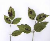 marssonina-clematidis