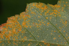 melampsoridium-betulium
