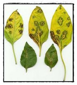 mozaikfoltossag-images