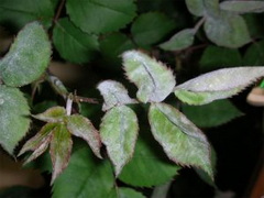 rozsa-lisztharmat