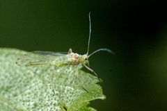 betula-leveltetu_euceraphis-punctipennis-lindsey
